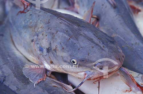  (Tachysurus sp) Fish Bagre - Superagui National Park - Parana state - Brazil - November 1999 