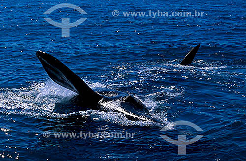  Right Whale (Eubalena australis) - South coast of Bahia - Brazil 