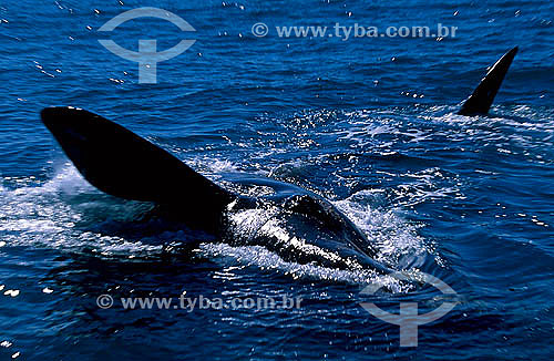  Right Whale (Eubalena australis) - South coast of Bahia - Brazil 