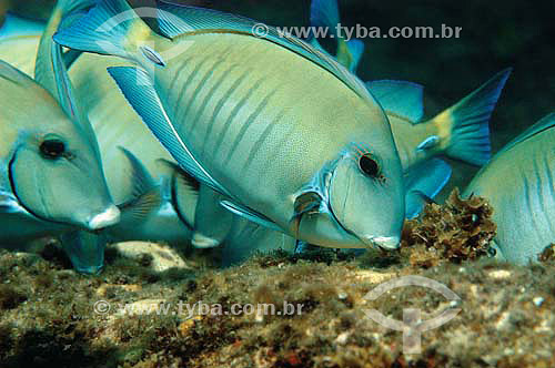   Doctorfish (Acanthurus chirurgus) - Fernando de Noronha island - Pernambuco state - Brazil 