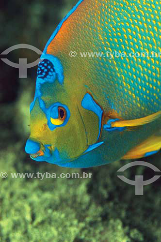  Queen Angelfish (Holacanthus ciliaris) - species occurring on the northern, northeastern and southeastern brazilian coast - Brazil 