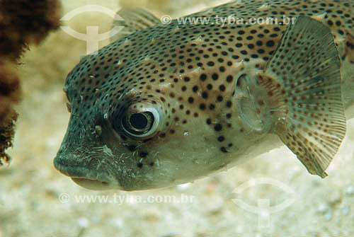  Black-spotted Porcupinefish (Diodon hystrix) - species occurring on the northern, northeastern and southeastern brazilian coast - Brazil 