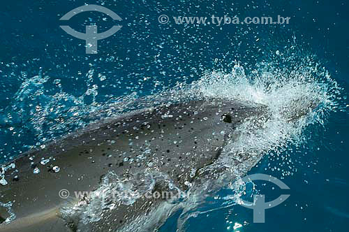  Spinner Dolphin (Stenella longirostris) - Fernando de Noronha island - Pernambuco state - Brazil 