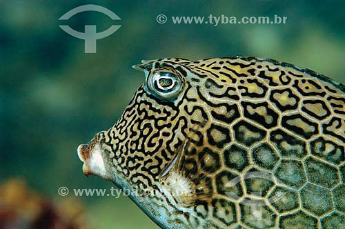  Honeycomb cowfish (Lactophrys polygonius) - species occurring all along the brazilian coast - Brazil 