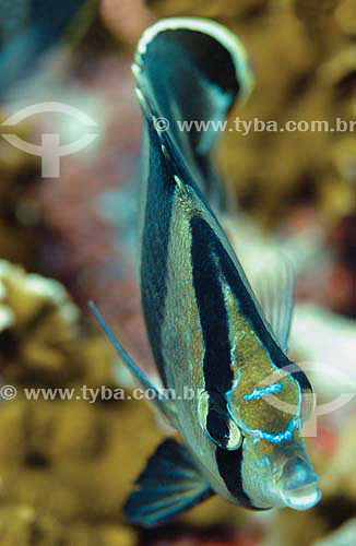  Banded Butterflyfish (Chaetodon striatus) - species occurring all along the brazilian coast - Brazil 