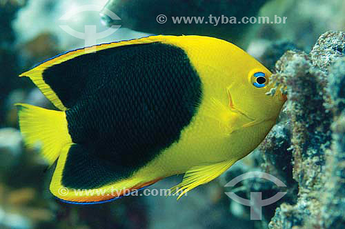  Rock Beauty Angelfish (Holacanthus tricolor) - species occurring all along the brazilian coast - Brazil 