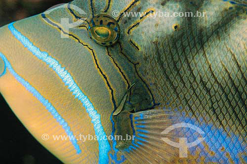  The Queen Triggerfish  (Balistes vetula) - species occurring all along the brazilian coast - Brazil 