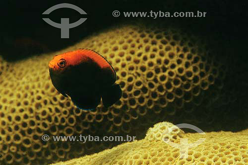  Flameback angelfish (Centropyge aurantonotus) - species occurring all along the brazilian coast - Brazil 