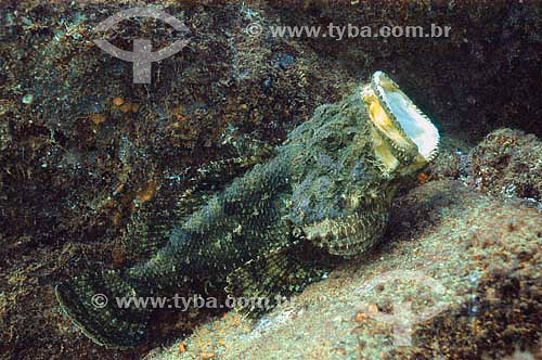  Spotted Scorpionfish (Scorpaena plumieri plumieri) - Fernando de Noronha island - Pernambuco state - Brazil 
