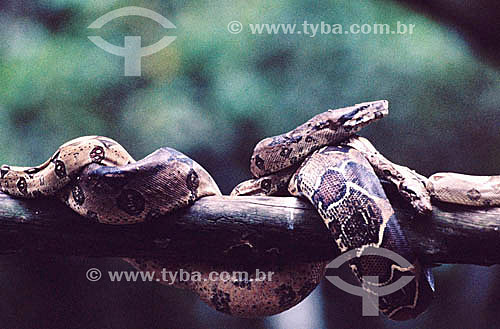  (Boa constrictor) - Boa Snake - Amazon Region - Brazil 