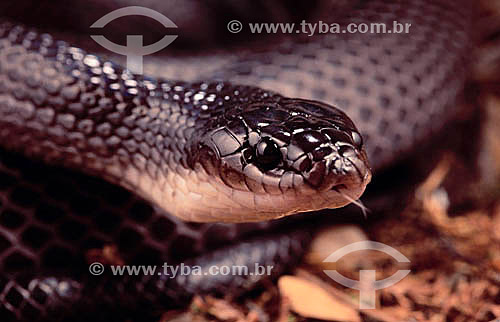  (Pseudoboa cloelia) Muçurana Snake - Caatinga Ecosystem - Brazil 