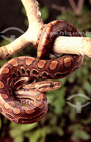  (Epicrates cenchria cenchria) Rainbow Boa Snake - Brazil 