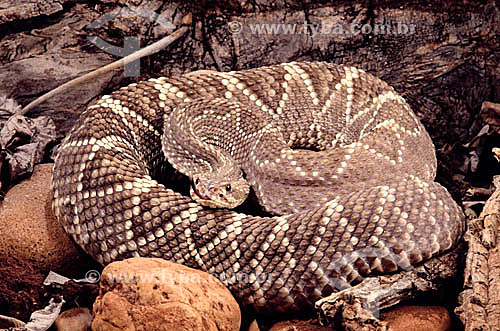 (Crotalus durissus) Neotropical Rattlesnake - Cerrado ecosystem - Brazil 