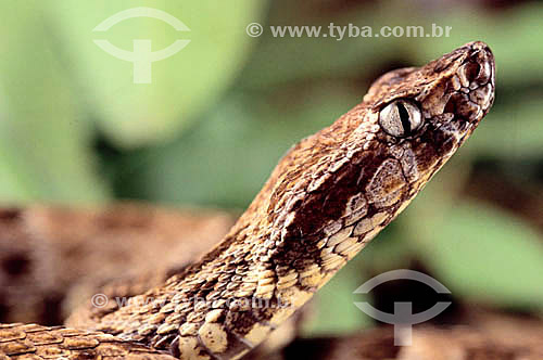  (Bothrops atrox) - Jararaca snake 