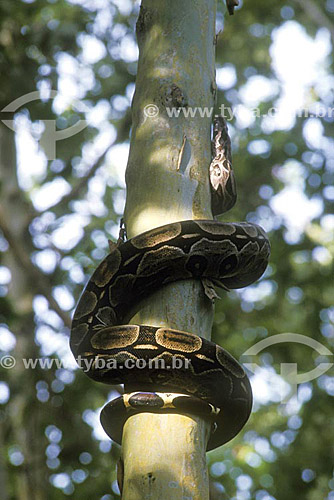  (Boa constrictor) Boa Snake - Atlantic Forest - Bahia state - Brazil 