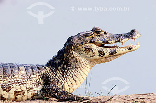  (Caiman Crocodilius) Speckled Caiman or (Cayman sclerops yacare) - Alligator - Pantanal National Park* - Mato Grosso state - Brazil  * The Pantanal Region in Mato Grosso state is a UNESCO World Heritage Site since 2000. 