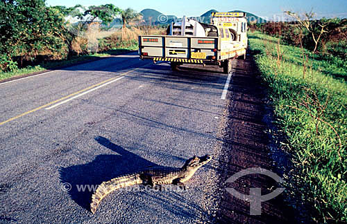  (Caiman crocodilus yacare) Alligator in the middle of a road - Pantanal Caiman, Alligator- Pantanal National Park* - Mato Grosso state - Brazil  * The Pantanal Region in Mato Grosso state is a UNESCO World Heritage Site since 2000. 