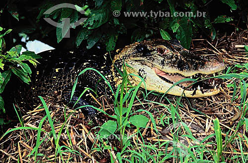  (Melanosuchus niger) Black Caiman - Mamiraua Reserve - Amazon region - Brazil 