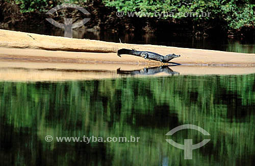  (Caiman crocodilus yacare) - Pantanal Caiman, Alligator- Pantanal National Park* - Mato Grosso state - Brazil  * The Pantanal Region in Mato Grosso state is a UNESCO World Heritage Site since 2000. 