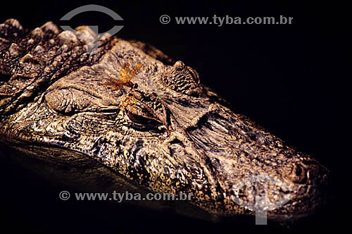  (Caiman latirostris) - Broad-Nosed caiman - Brazil 