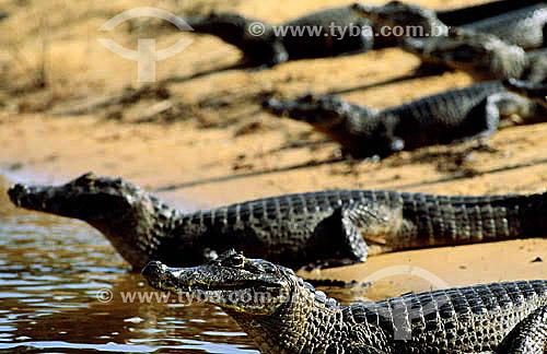  (Caiman crocodylus yacare) - Alligators - Pantanal National Park* - Mato Grosso state - Brazil  * The Pantanal Region in Mato Grosso state is a UNESCO World Heritage Site since 2000. 