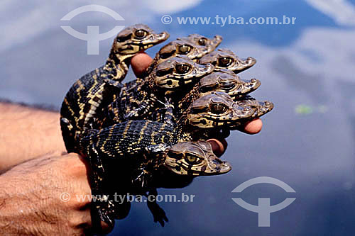  (Melanosuchus niger) Hand-holding Black Caiman youngs - Mamiraua Reserve - Amazon Region - Brazil 