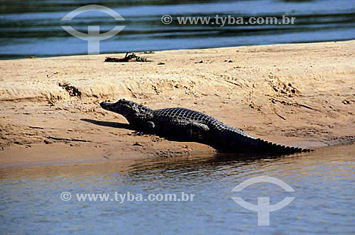  (Caiman crocodylus yacare) - Alligator - Pantanal National Park* - Mato Grosso state - Brazil  * The Pantanal Region in Mato Grosso state is a UNESCO World Heritage Site since 2000. 