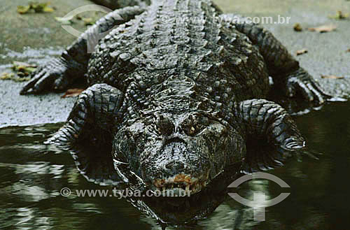  (Caiman crocodylus yacare) - Alligator - Pantanal National Park* - Mato Grosso state - Brazil  * The Pantanal Region in Mato Grosso state is a UNESCO World Heritage Site since 2000. 