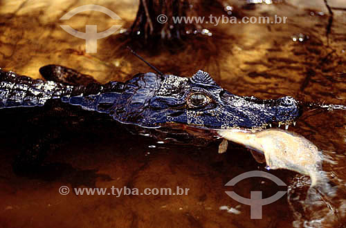  (Caiman crocodylus yacare) - Alligator eating a fish - Pantanal National Park* - Mato Grosso state - Brazil  * The Pantanal Region in Mato Grosso state is a UNESCO World Heritage Site since 2000. 