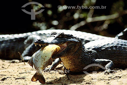  (Caiman crocodylus yacare) - Alligator eating a fish - Pantanal National Park* - Mato Grosso state - Brazil  * The Pantanal Region in Mato Grosso state is a UNESCO World Heritage Site since 2000. 