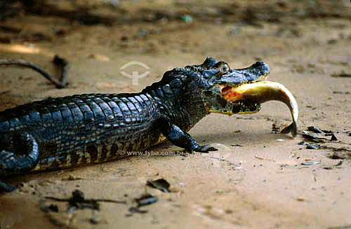  (Caiman crocodylus yacare) Alligator eating a piranha - Pantanal National Park* - Mato Grosso state - Brazil  * The Pantanal Region in Mato Grosso state is a UNESCO World Heritage Site since 2000.  