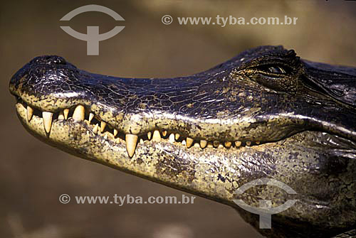  (Cayman crocodilus yacare) Cayman Crocodile - Pantanal National Park- Mato Grosso state - Brazil   
