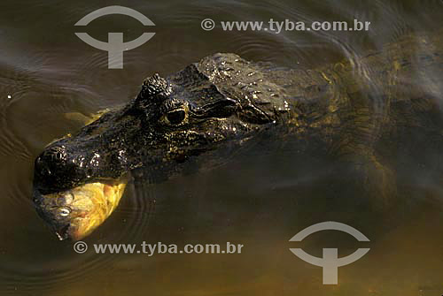  Yacare caiman (caiman crocodilus yacare) eating a piranha fish - Pantanal Matogrossense National Park  - Mato Grosso state (MT) - Brazil