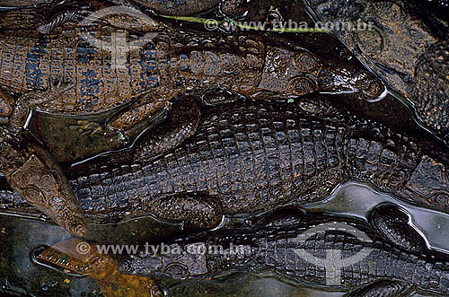  (Caiman crocodylus yacare) - Alligator - Pantanal National Park* - Mato Grosso state - Brazil * The Pantanal Region in Mato Grosso state is a UNESCO World Heritage Site since 2000. 