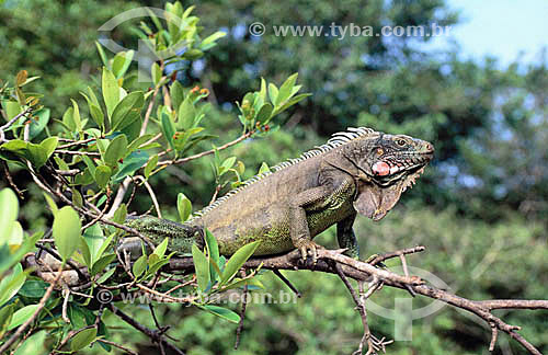  (Iguana Iguana) Iguana Lizard - Amazon Region - Brazil 