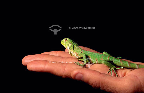  Lizard held in hand - Brazil 
