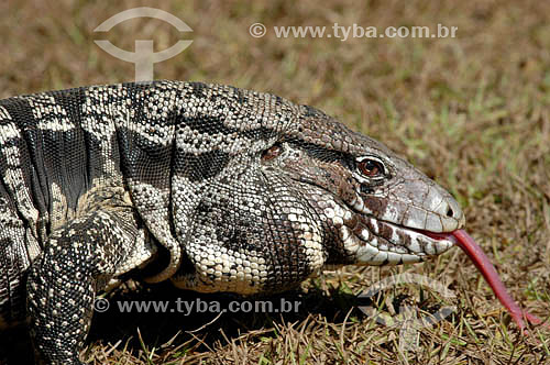  (Tupinambis merianae) Tegu Lizard - Emas National Park* - Goias state - Brazil * The park is a UNESCO World Heritage Site since 12-16-2001. 