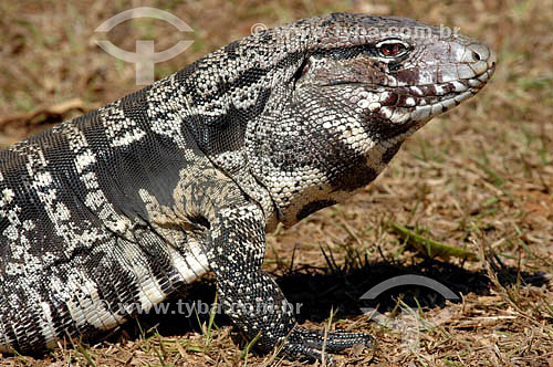 (Tupinambis merianae) Tegu Lizard - Emas National Park* - Goias state - Brazil * The park is a UNESCO World Heritage Site since 12-16-2001. 