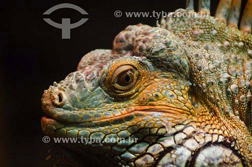  Iguana ( Iguana iguana) at Bird´s Park - Iguaçu Falls - Parana state - Brazil 