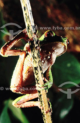  (Phylomedusa bicolor) - Tree Frog - Amazon Region - Brazil 