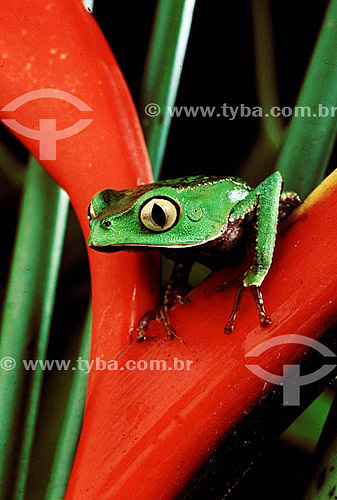  (Phyllomedusa vaillanti) - frog - Amazon Region - Brazil 