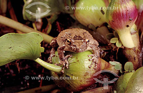  (Scinax acuminata) (Fam. Hylidae) Frog 