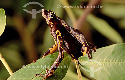  Frog - Amazon region - Brazil 