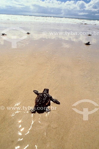  Baby turtles going to the sea - Brazil 