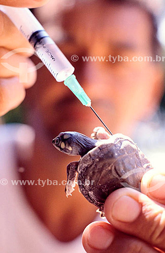  Scientist, young turtle and syringe - Environmental preservation project - Brazil 