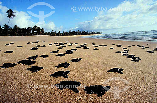  Newly born sea turtles - Praia do Forte Beach - Regional headquarters of TAMAR Project  - Mata de Sao Joao city - Bahia state (BA) - Brazil