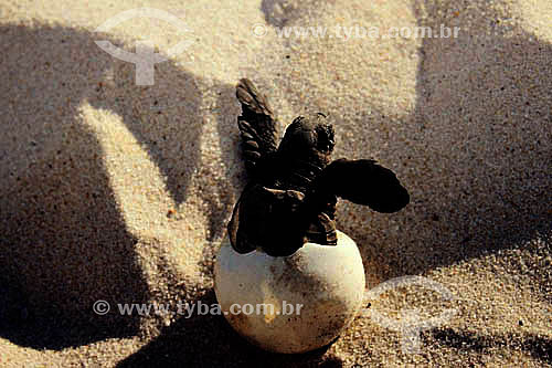 Turtle hatching - Praia do Forte Beach - Regional headquarters of TAMAR Project  - Mata de Sao Joao city - Bahia state (BA) - Brazil