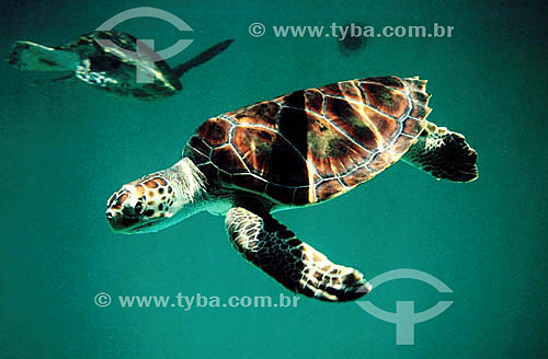 (Lepidochelys olivacea) Olive-ridley-sea-turtle swiming - Praia do Forte Beach - Regional headquarters of TAMAR Project  - Mata de Sao Joao city - Bahia state (BA) - Brazil