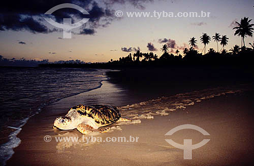  See turtle on Praia do Forte Beach - Barra de Sao Joao - Regional headquarters of TAMAR Project  - Mata de Sao Joao city - Bahia state (BA) - Brazil