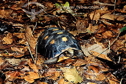  (Geochelone Carbonaria) Red-Foot Tortoise - Brazil  